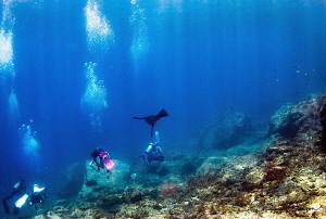 Divers With Sea Lion/Photographed with a Tokina 10-17 mm ... by Laurie Slawson 